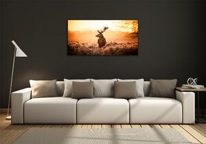 Fotoobraz skleněný na stěnu do obýváku Jelen východ slunce osh-65543404