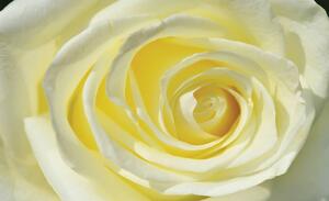 Fototapeta - Nažloutlá růže (152,5x104 cm)
