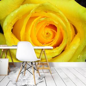 Fototapeta - Žlutá růže (152,5x104 cm)