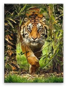 Obraz na plátně - Číhající tygr - 30x40 cm