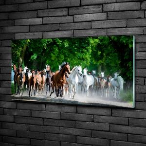 Fotoobraz na skle Koně ve cvalu osh-67489944