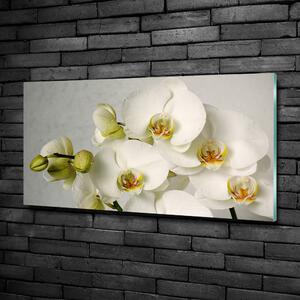 Fotoobraz na skle Bílá orchidej osh-67521473