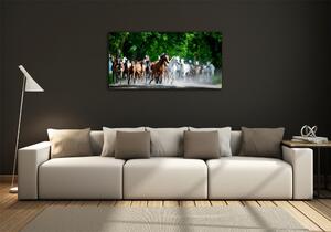 Fotoobraz na skle Koně ve cvalu osh-67489944