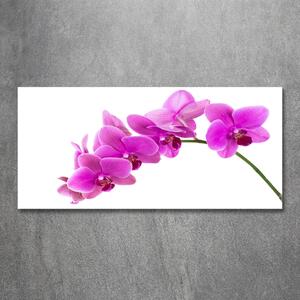 Fotoobraz na skle Růžová orchidej osh-67691978
