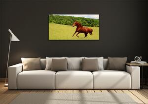 Fotoobraz skleněný na stěnu do obýváku Kůň na louce osh-68119926