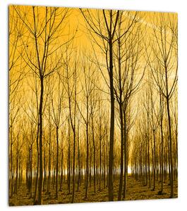 Obraz - Plantáž stromů (30x30 cm)
