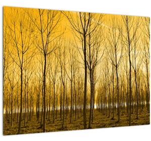 Skleněný obraz - Plantáž stromů (70x50 cm)