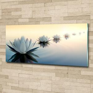 Moderní foto obraz na stěnu Květiny lotosu osh-68298321