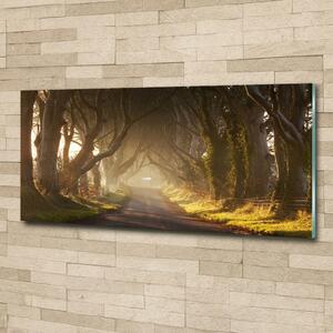 Fotoobraz na skle Mlha v lese osh-68778372