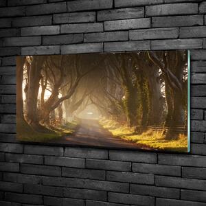 Fotoobraz na skle Mlha v lese osh-68778372