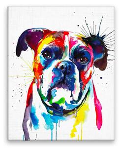 Obraz na plátně - Boxer v barvách - 40x50 cm