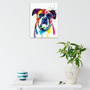 Obraz na plátně - Boxer v barvách - 40x50 cm