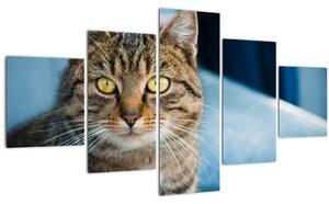 Obraz - Kočka domácí (125x70 cm)