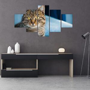 Obraz - Kočka domácí (125x70 cm)