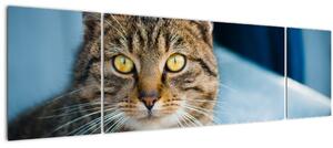 Obraz - Kočka domácí (170x50 cm)