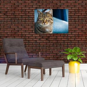 Obraz - Kočka domácí (70x50 cm)