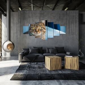 Obraz - Kočka domácí (210x100 cm)