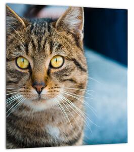Obraz - Kočka domácí (30x30 cm)
