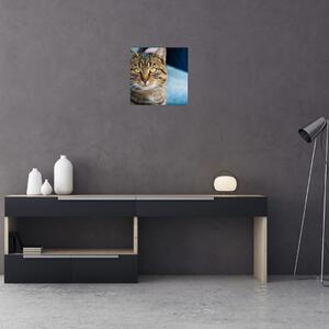 Obraz - Kočka domácí (30x30 cm)