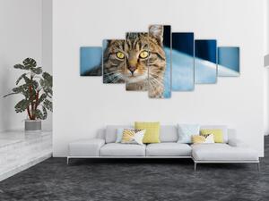 Obraz - Kočka domácí (210x100 cm)
