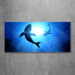 Foto obraz skleněný horizontální Dva žraloci osh-69178156