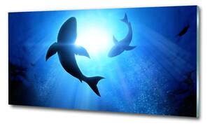 Foto obraz skleněný horizontální Dva žraloci osh-69178156