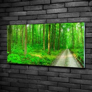 Foto obraz skleněný horizontální Stromy v lese osh-69570264