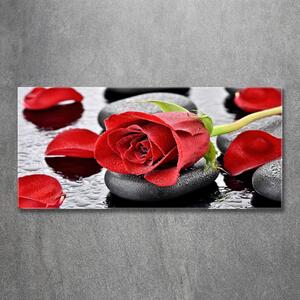 Moderní skleněný obraz z fotografie Červená růže osh-69893127