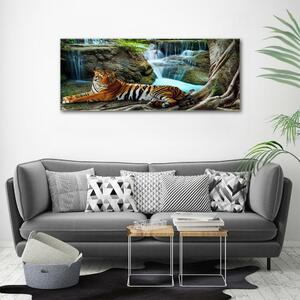 Fotoobraz na skle Tygr vodopád osh-70563855