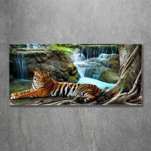 Fotoobraz na skle Tygr vodopád osh-70563855