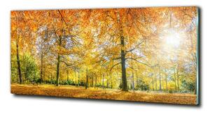 Fotoobraz na skle Podzimní les osh-70578437
