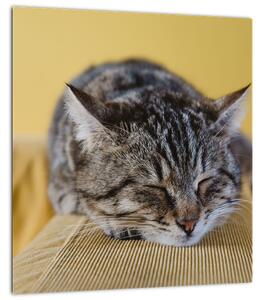 Obraz kočky na pohovce (30x30 cm)