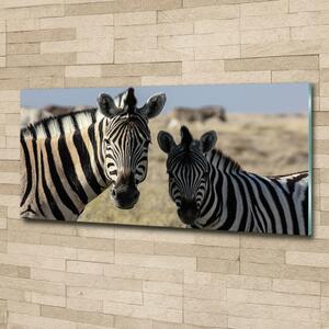 Fotoobraz na skle Dvě zebry osh-70684470