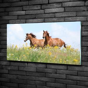 Fotoobraz na skle Dva koně ve cvalu osh-71484450