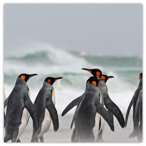 Obraz tučňáků u oceánu (30x30 cm)
