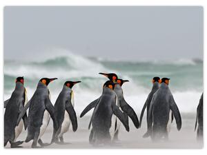 Obraz tučňáků u oceánu (70x50 cm)