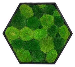 Mechový hexagon Tom Velikost rámu: 21cm v nejširším bodě