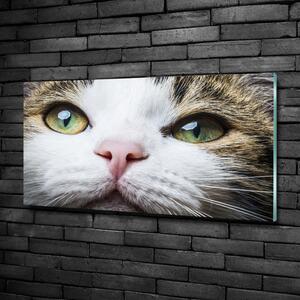 Fotoobraz na skle Zelené kočičí oči osh-72425776
