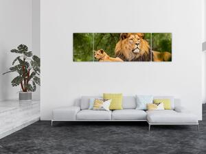 Obraz lvů (170x50 cm)