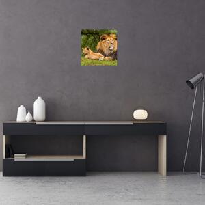 Obraz lvů (30x30 cm)