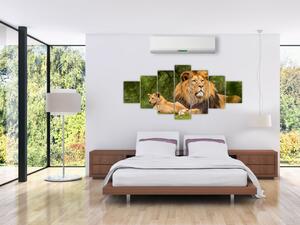 Obraz lvů (210x100 cm)