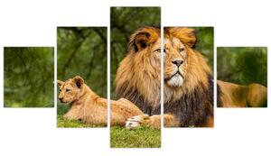 Obraz lvů (125x70 cm)