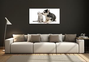 Fotoobraz na skle Pes a kočka osh-73561386
