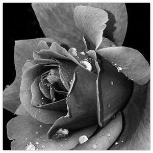 Obraz růže - černobíla (30x30 cm)