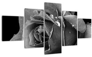 Obraz růže - černobíla (125x70 cm)