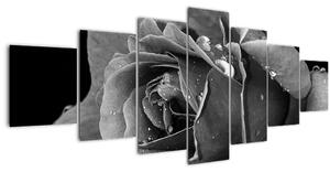 Obraz růže - černobíla (210x100 cm)