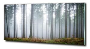 Fotoobraz na skle Mlha v lese osh-74026356