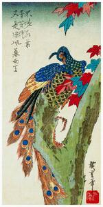 Obrazová reprodukce Peacock Perched on a Maple Tree (Japan) - Utagawa Hiroshige, (20 x 40 cm)