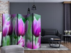 Paraván - Purple spring tulipány [Room Dividers]