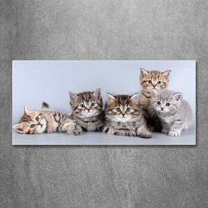 Fotoobraz na skle Pět koček osh-75950374
